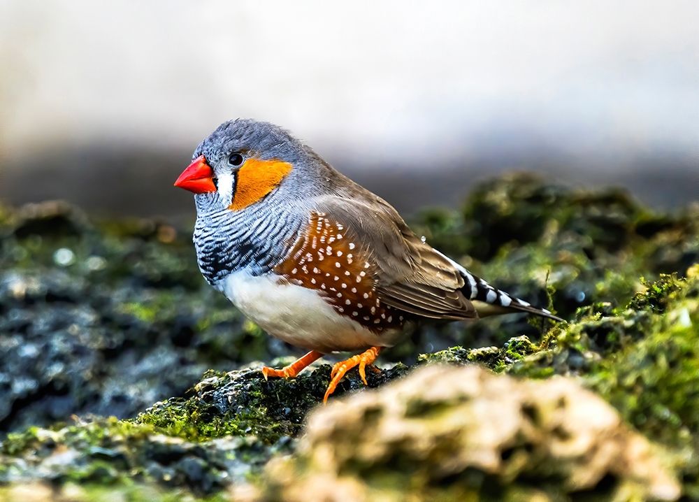 Orange-cheeked Waxbill Close-Up Originated Western Africa
